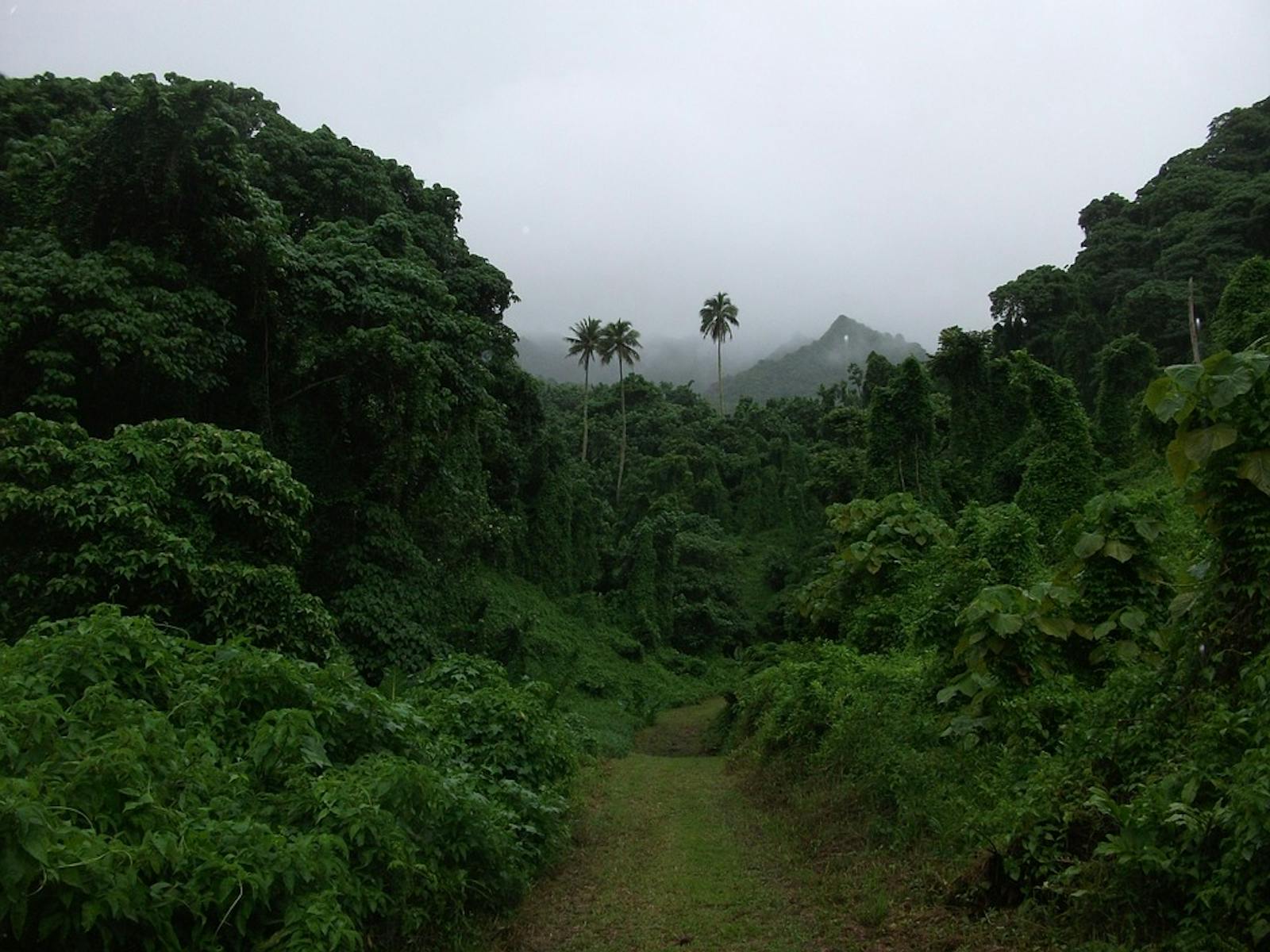 cook-islands-tropical-moist-forests-one-earth